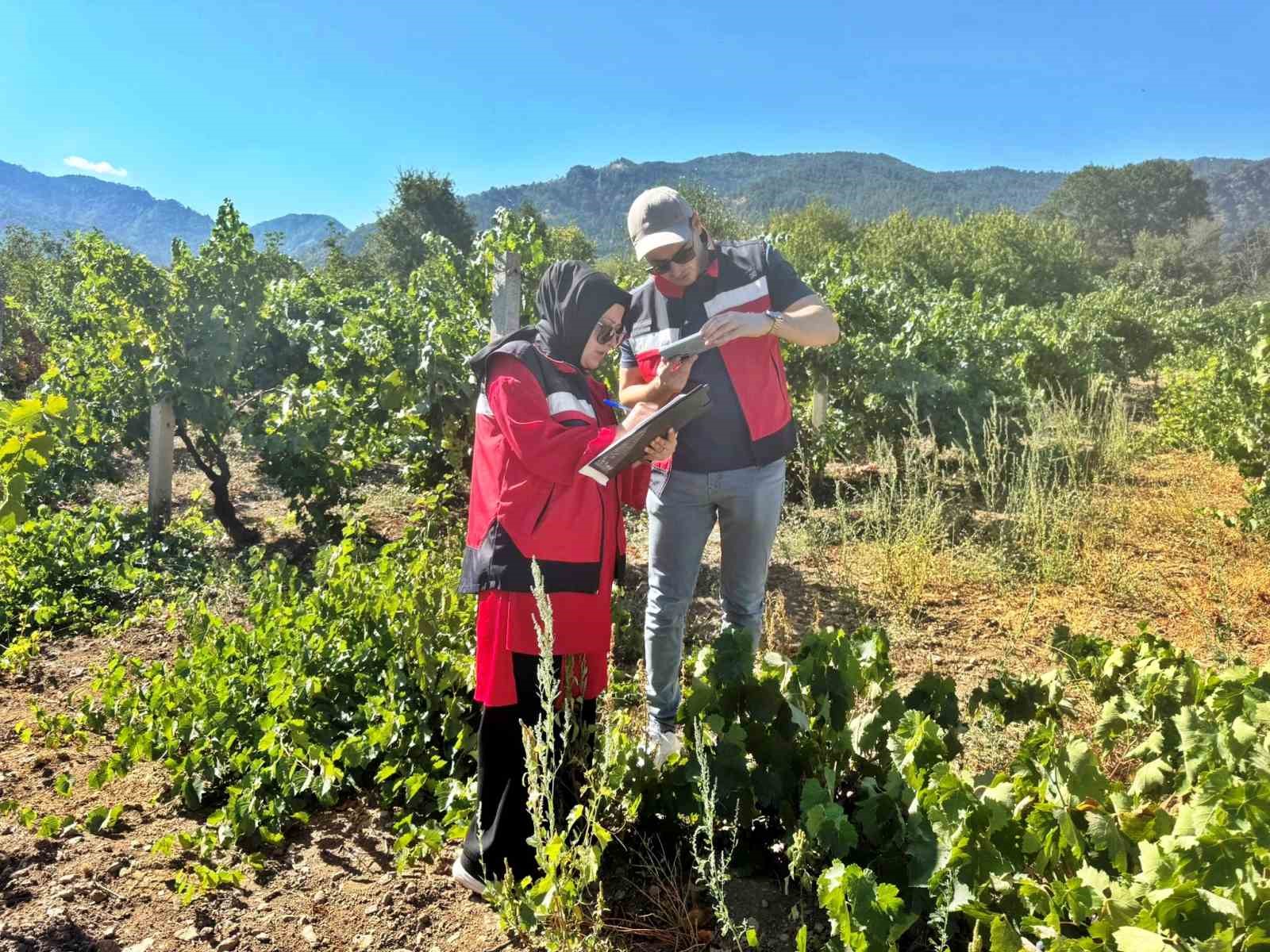 Simav&rsquo;da bağlarda &Uuml;z&uuml;m Survey &ccedil;alışmaları
