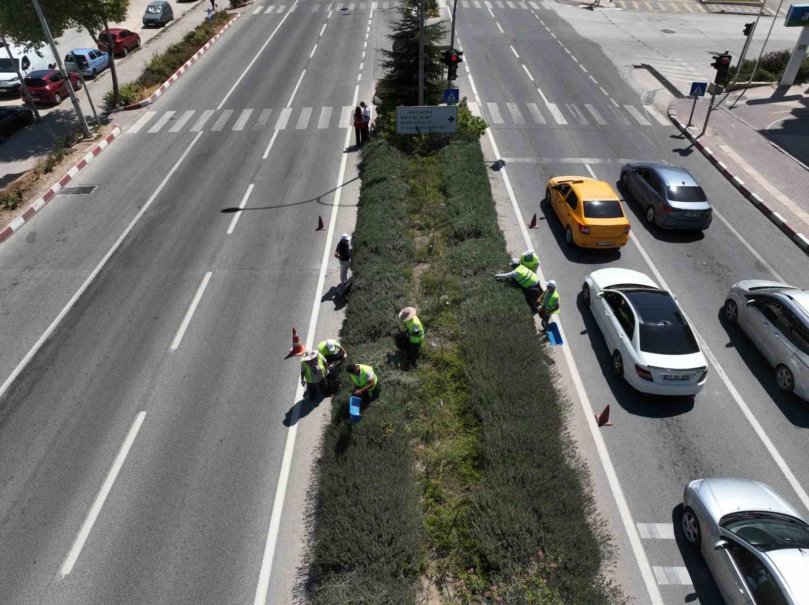 (&Ouml;ZEL) Bilecik&rsquo;te g&ouml;z kamaştıran lavantalar hasat edilmeye başlandı
