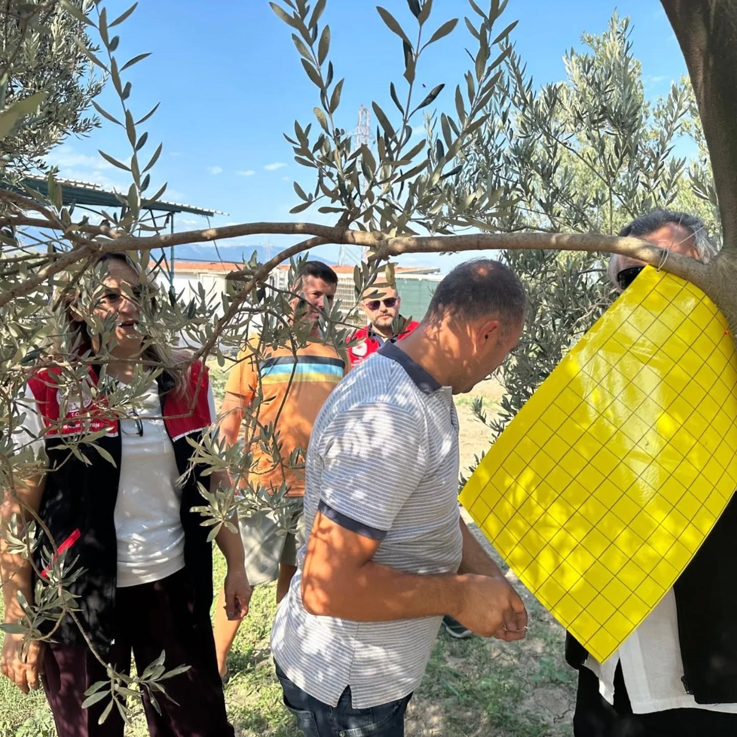 Zeytin üreticilerine zeytin sineğiyle mücadele için tuzak dağıtıldı