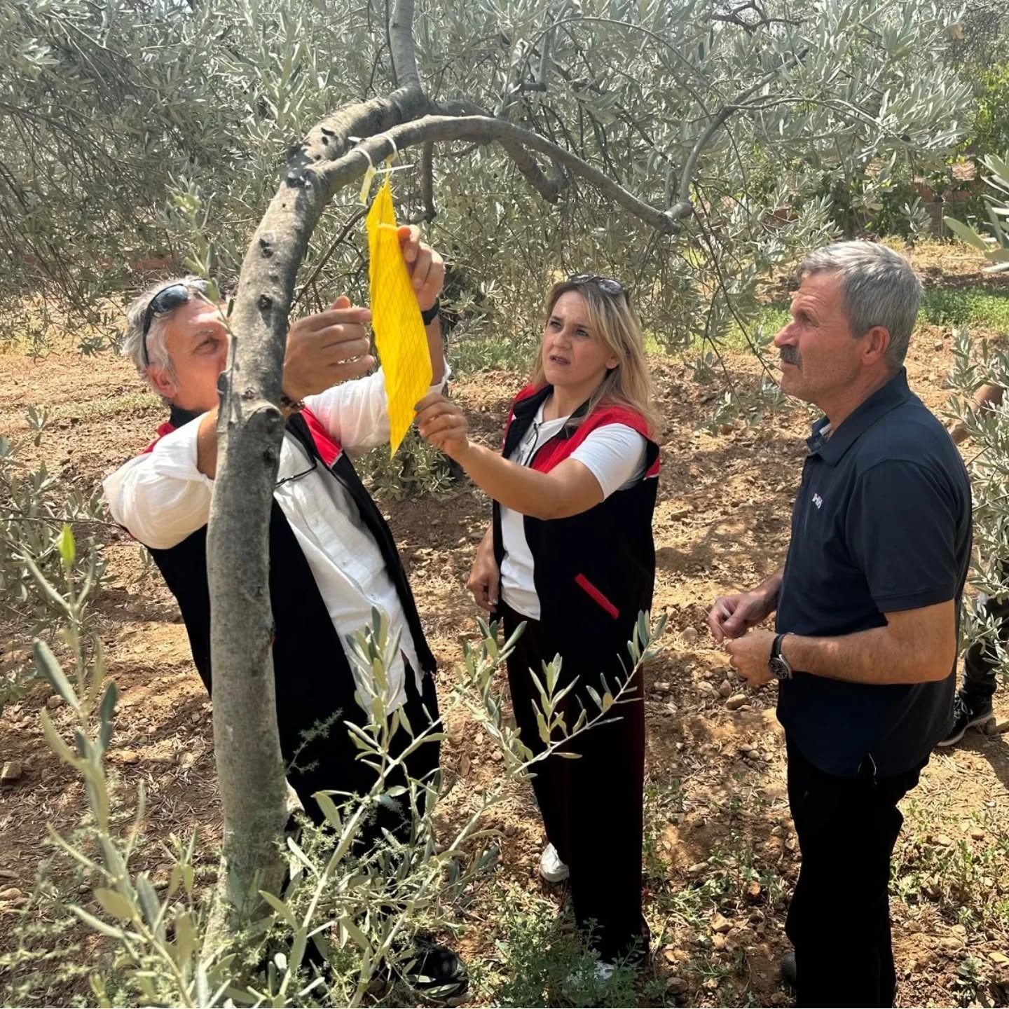 Zeytin üreticilerine zeytin sineğiyle mücadele için tuzak dağıtıldı