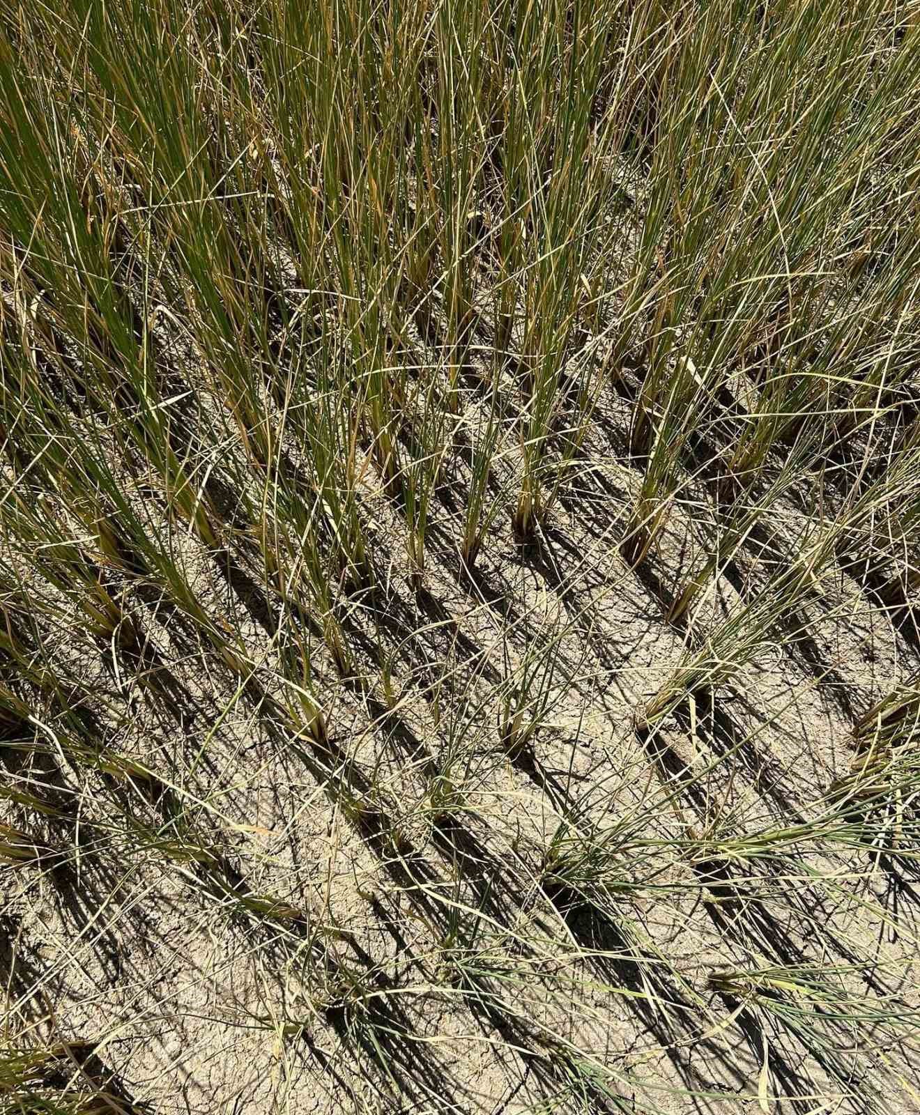 Gönen Barajı’nda su krizi, doluluk oranı yüzde 11’e düştü