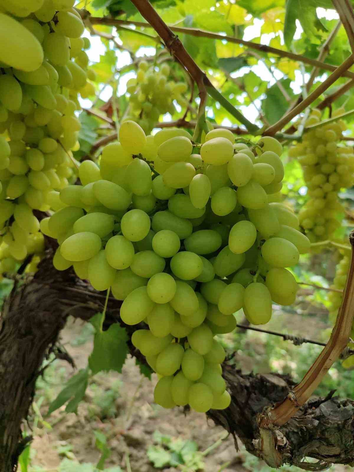 Kaliteli üzüm üretimiyle Sarıgöl’de örnek bağ