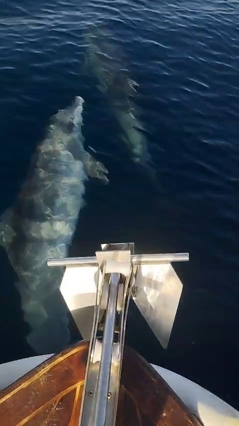 Tekirdağ’da yunusların tekneyle yarışı kamerada