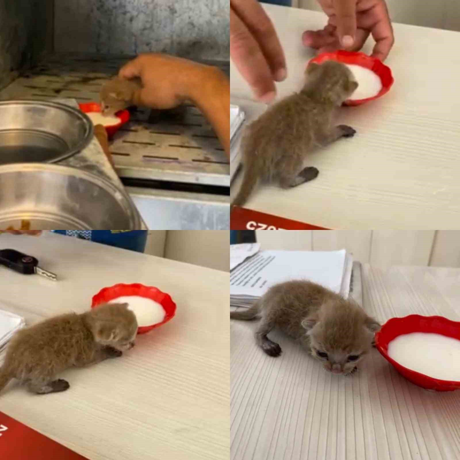 En mutlu g&uuml;nlerinde evleri yakılmıştı: Enkazdan 6 g&uuml;n sonra yavru kedi &ccedil;ıktı
