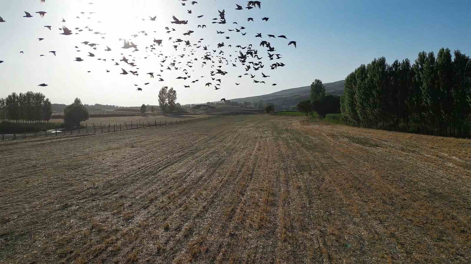 Göçmen kuşlar dönüş yolunda