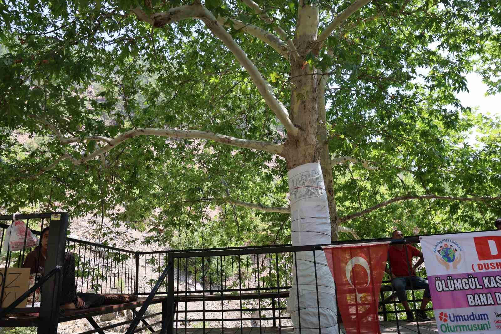 45 yıllık &ccedil;ınarı yazı tahtasına &ccedil;evirdiler: Vatandaş &ccedil;uvalla koruma altına aldı
