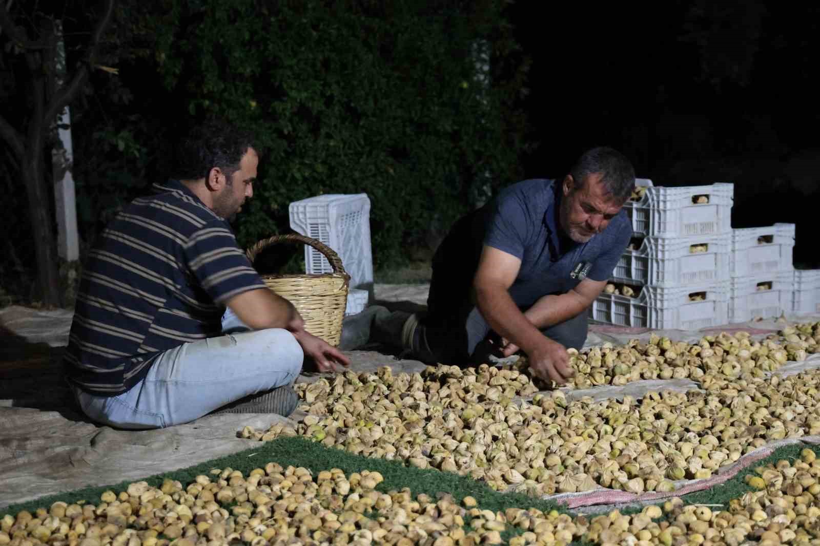 İncir üreticisi gecesini gündüzüne katarak üretim yapıyor