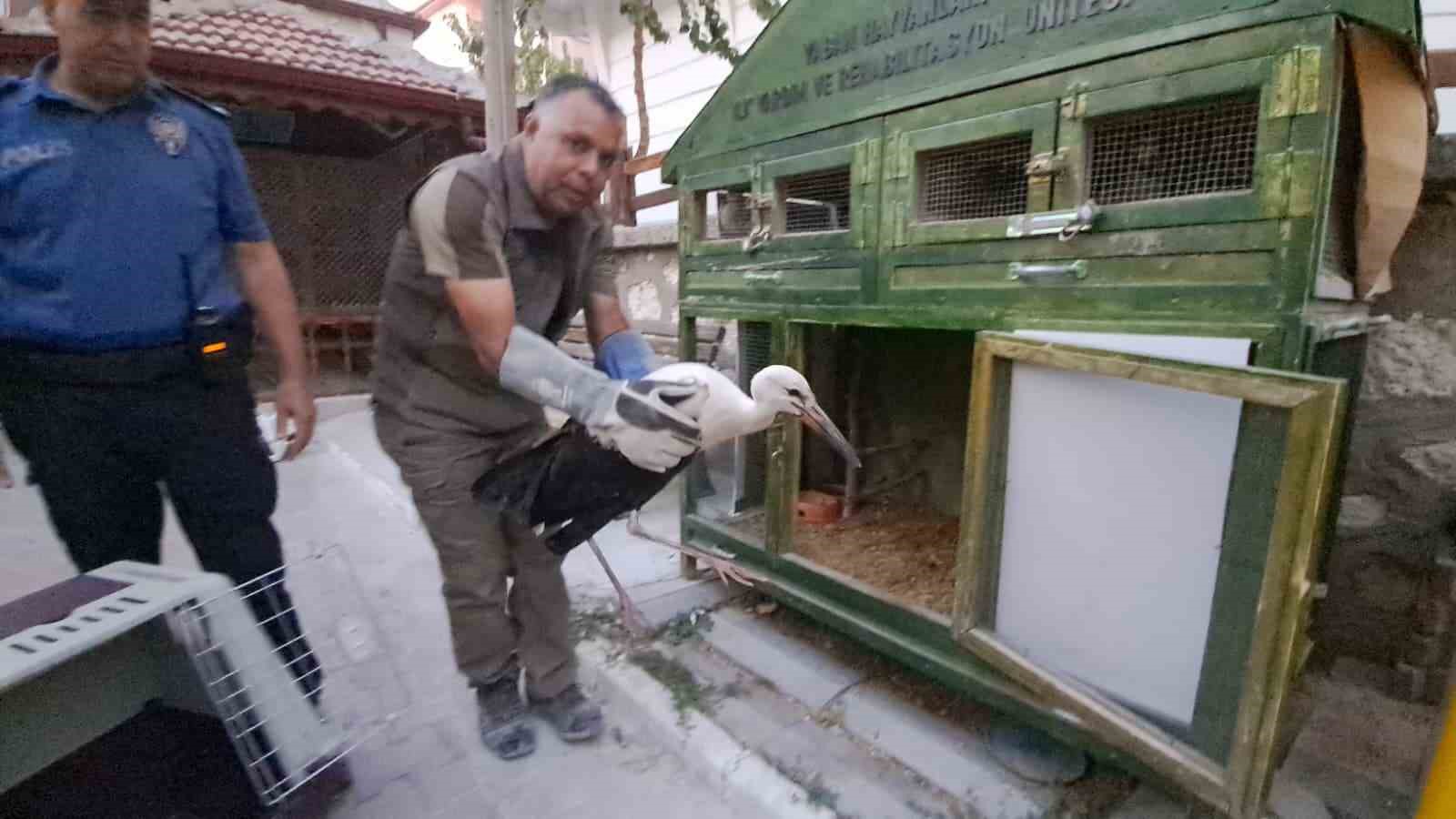 Karaman&rsquo;da yaralı leylek koruma altına alındı
