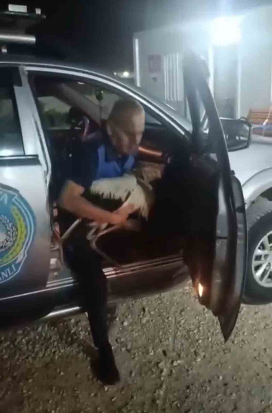 Reyhanlı&rsquo;da bitkin halde bulunan leylek, zabıta ekiplerince koruma altına alındı
