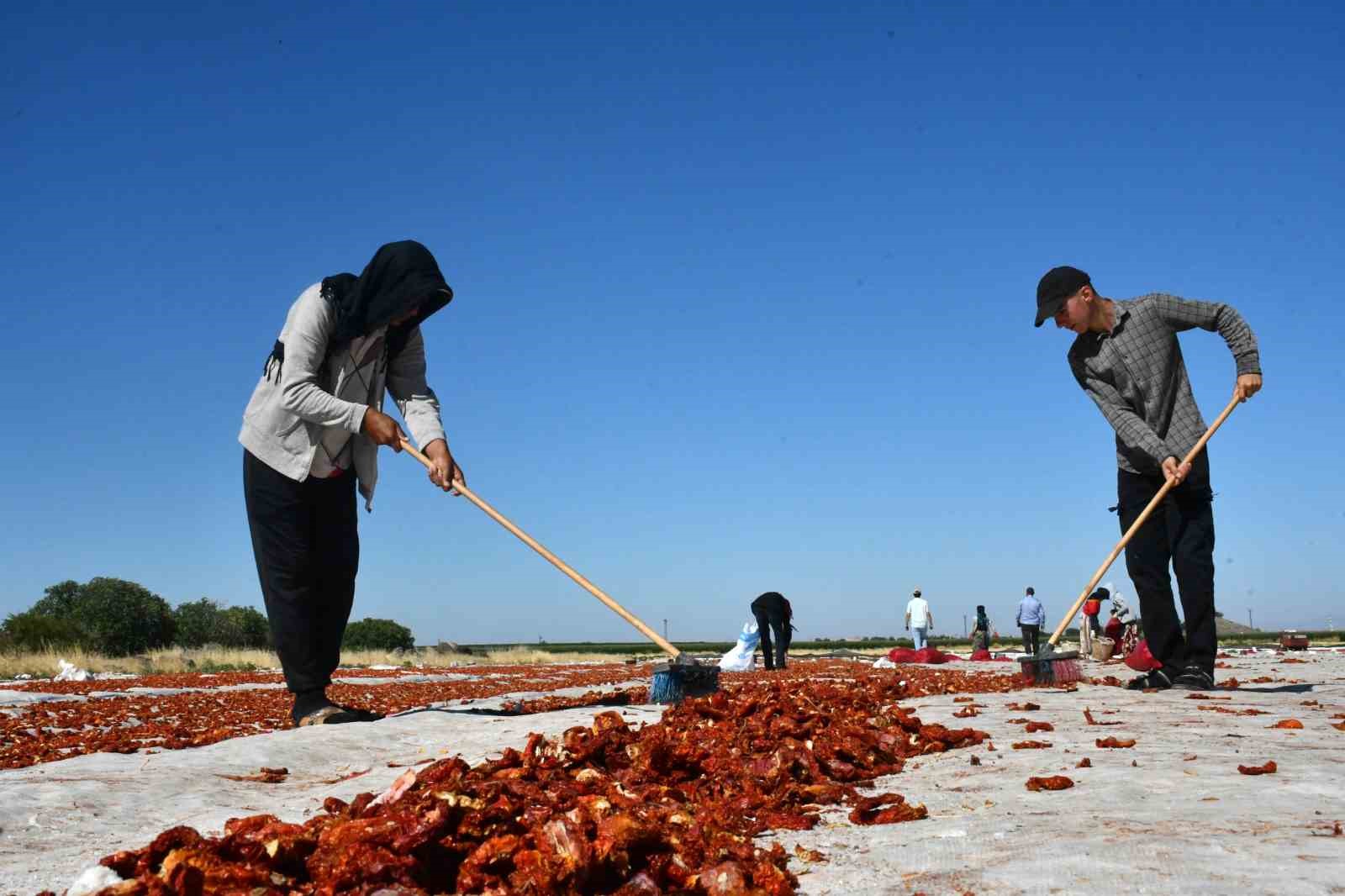 Siverek’te yetiştirilen kuru domatesler dünya sofralarına ulaşıyor