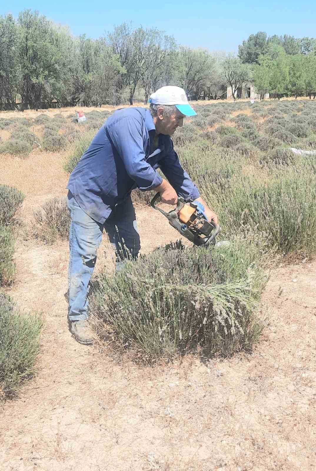 İmece usul&uuml; ektikleri lavantanın gelirini k&ouml;ylerinin ortak giderleri i&ccedil;in kullanıyorlar
