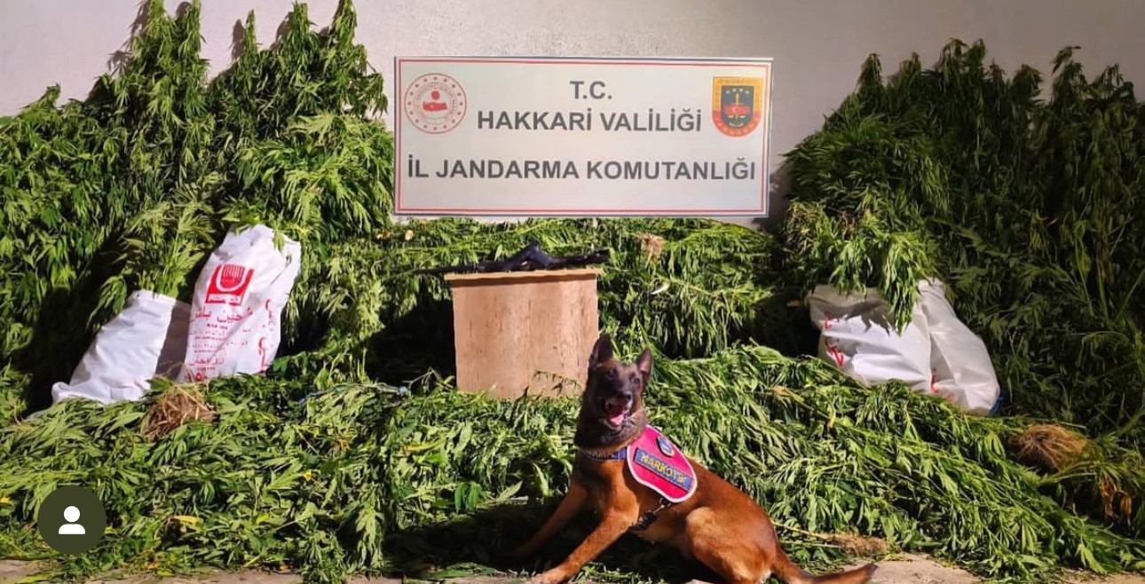 Yüksekova’da 630 kök kenevir ve 61 kilo esrar ele geçirildi