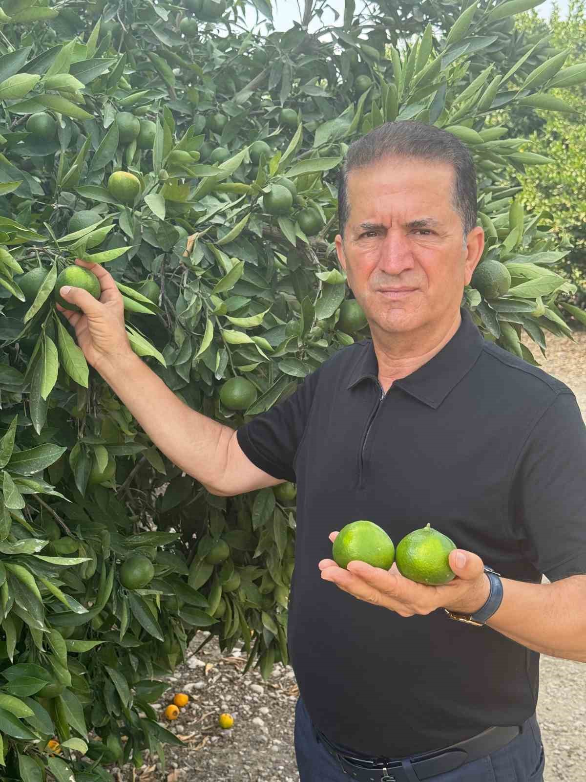 Doğan "Turunçgil kesim ve ihraç tarihlerinde sahadaki gerçek üretim şartları dikkate alınmalıdır’’