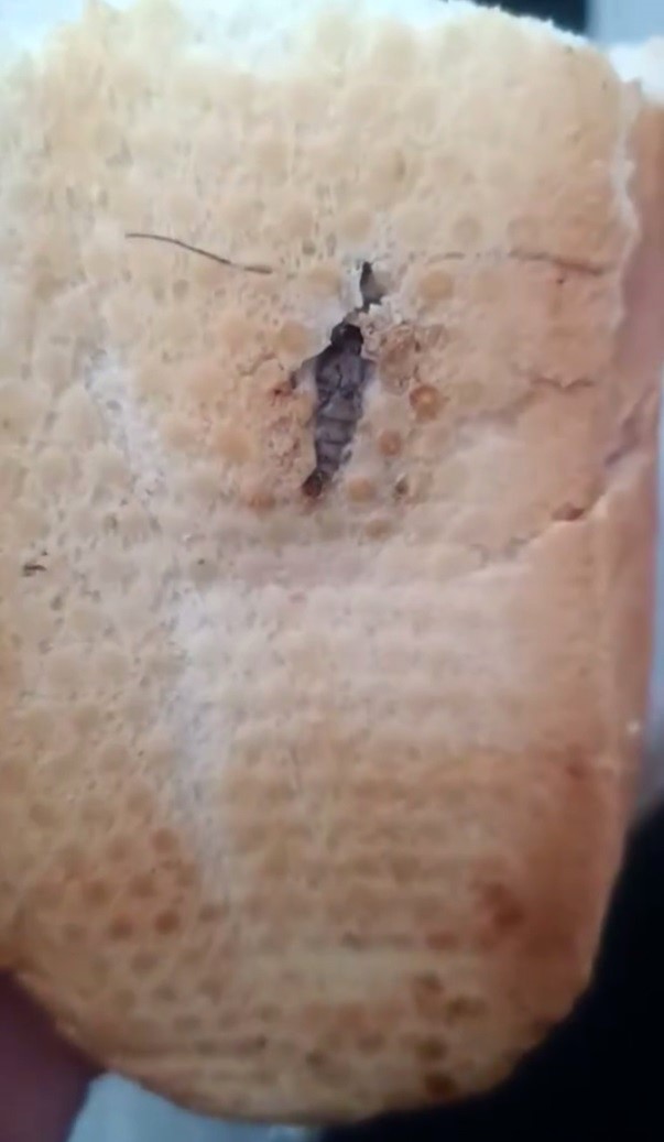 Şırnak’ta ekmeğin içinden böcek çıktı