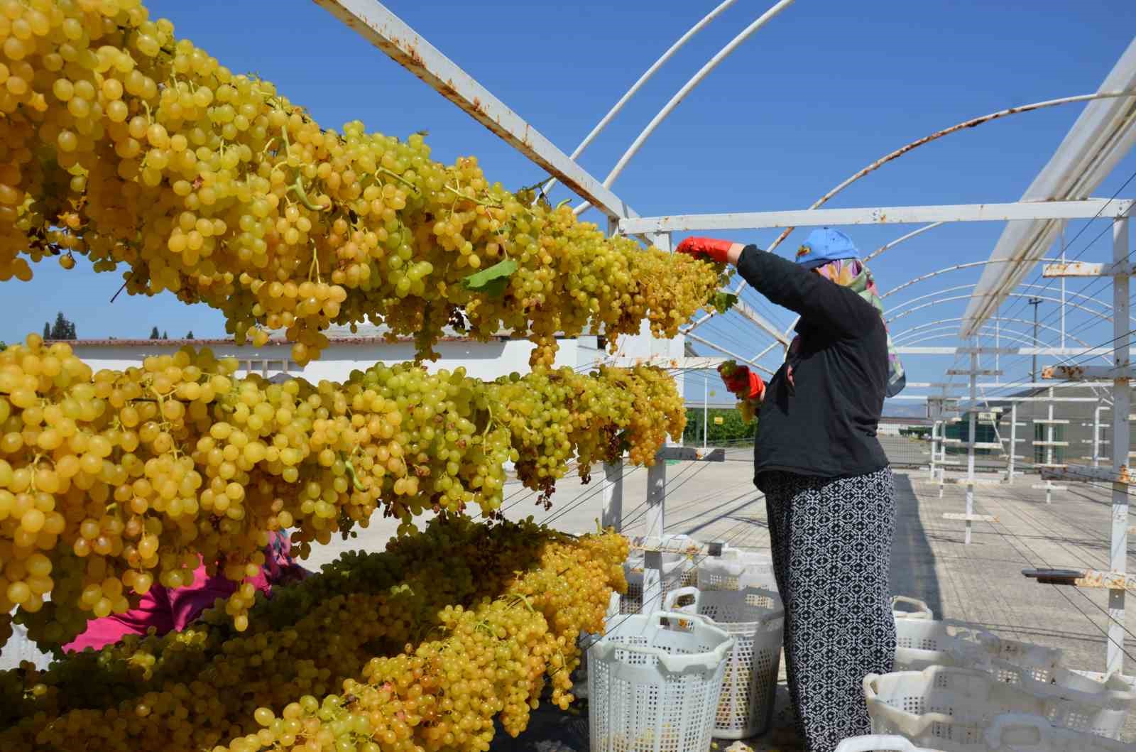 Tel sergiyle üzümün kalitesi 1 numara yükseliyor