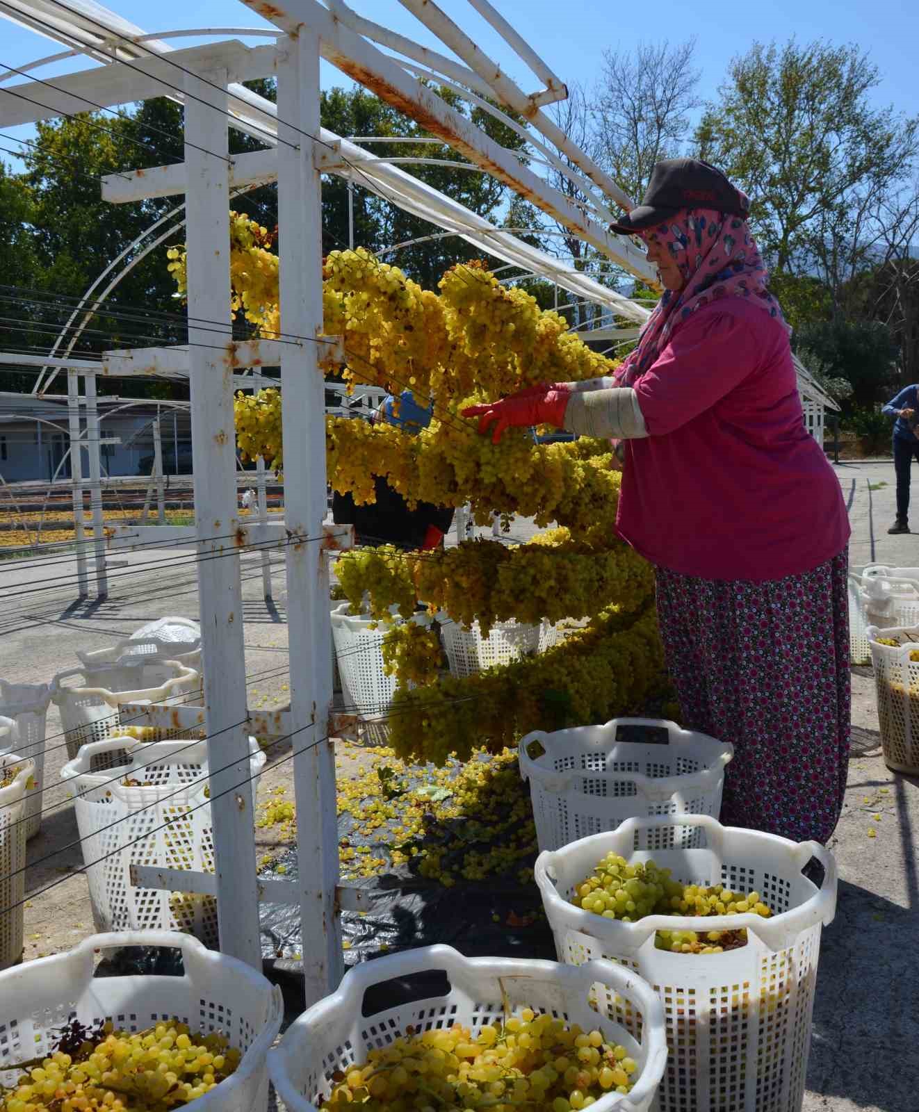 Tel sergiyle &uuml;z&uuml;m&uuml;n kalitesi 1 numara y&uuml;kseliyor
