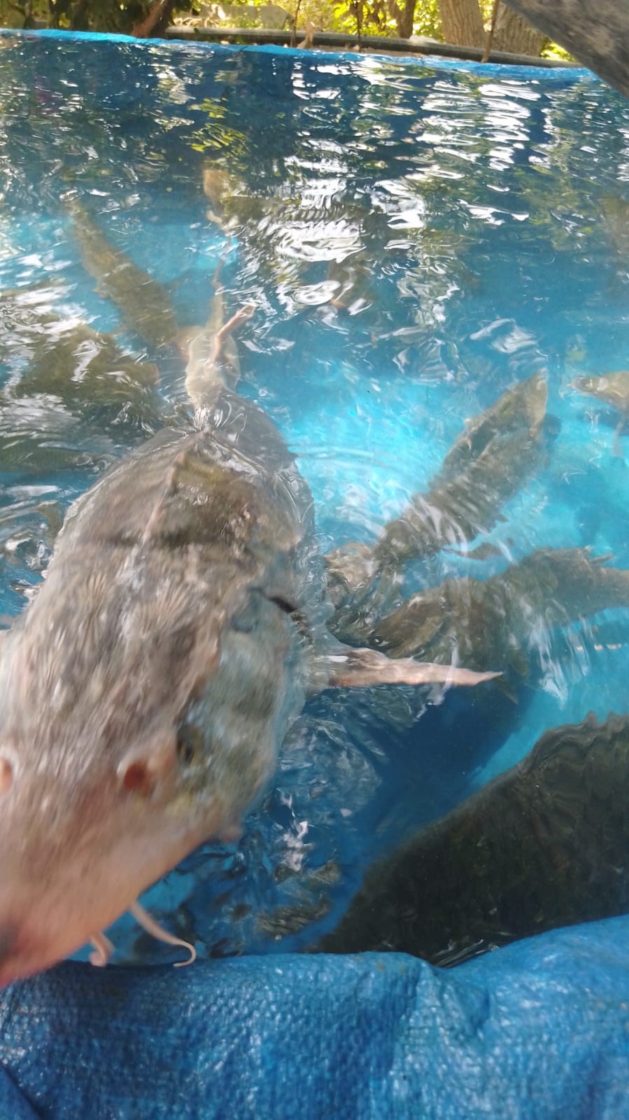 Elazığ’da oltaya takıldı, havyarı 2 milyon lira 