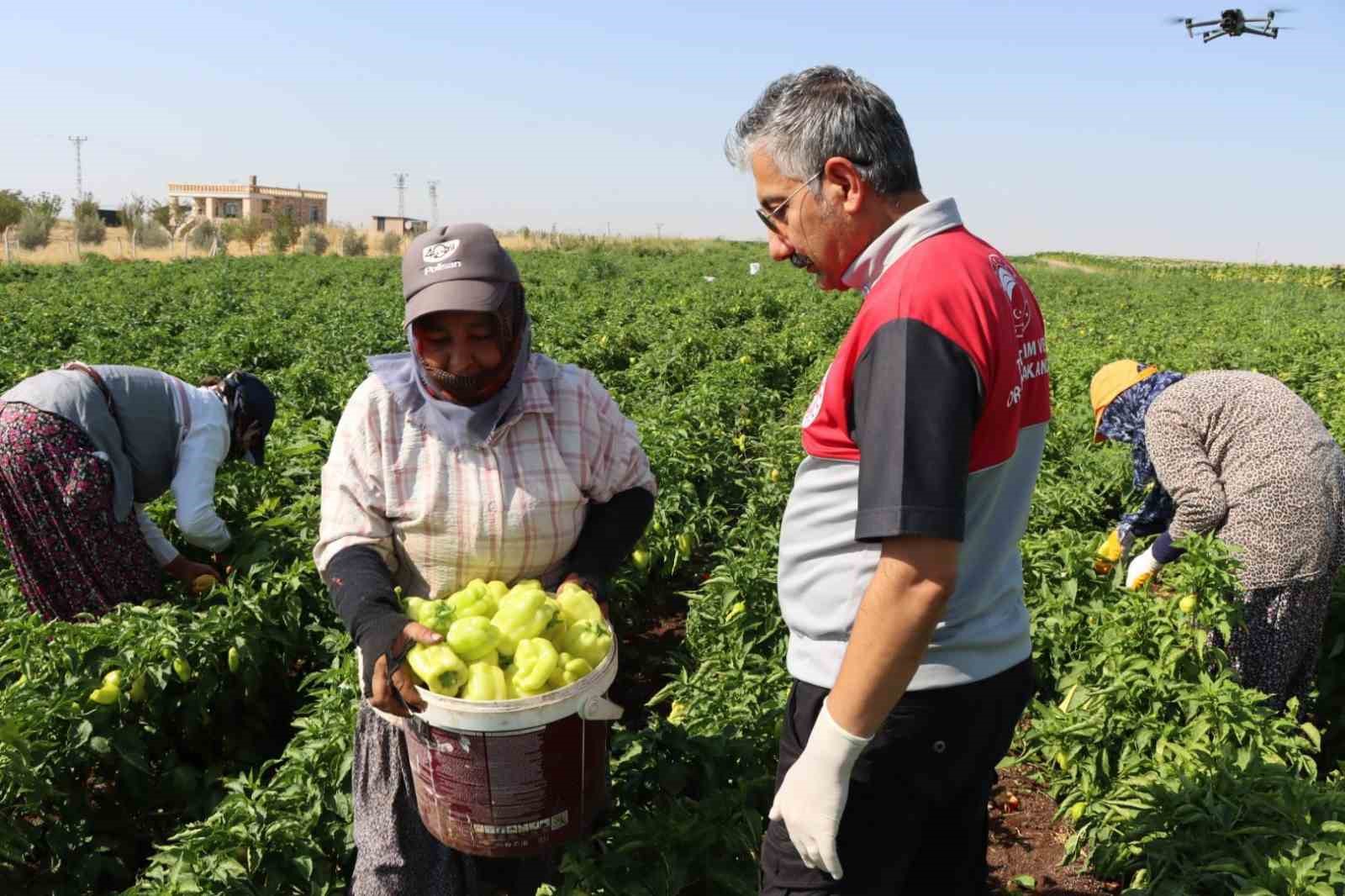 Adıyaman’da biber hasadı başladı