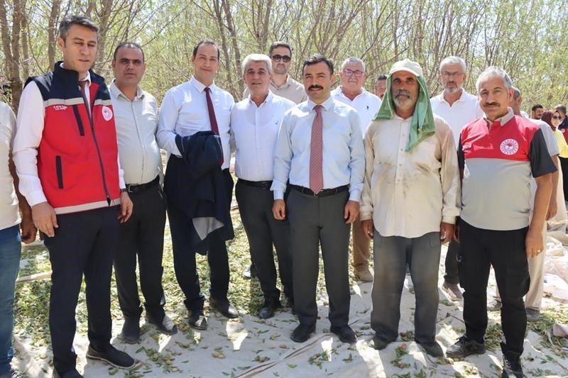 Adıyaman’da badem hasadı düzenlendi