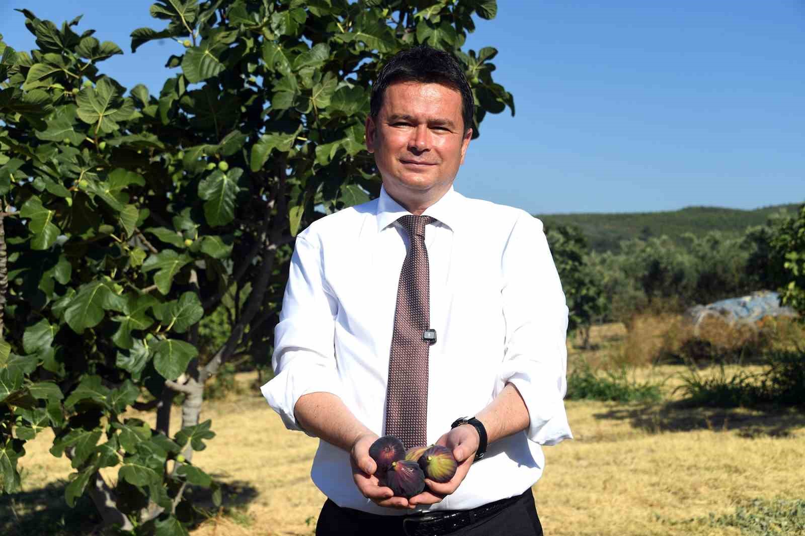 Osmangazi’den dünyaya açılan lezzet "Bursa siyah inciri"