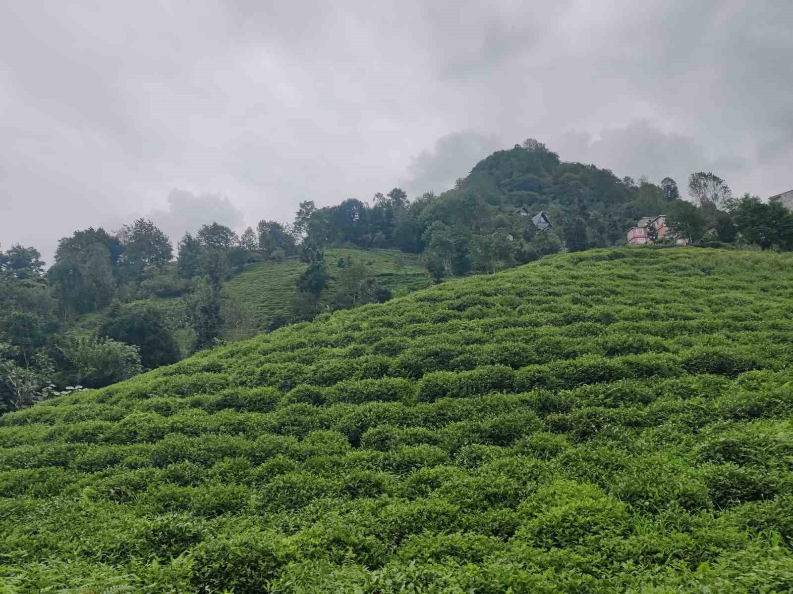 ÇAYÜDAD Başkanı Mustafa Mavi: "Bazı özel fabrikaların 3. sürgünde çay almayacağı söyleniyor"
