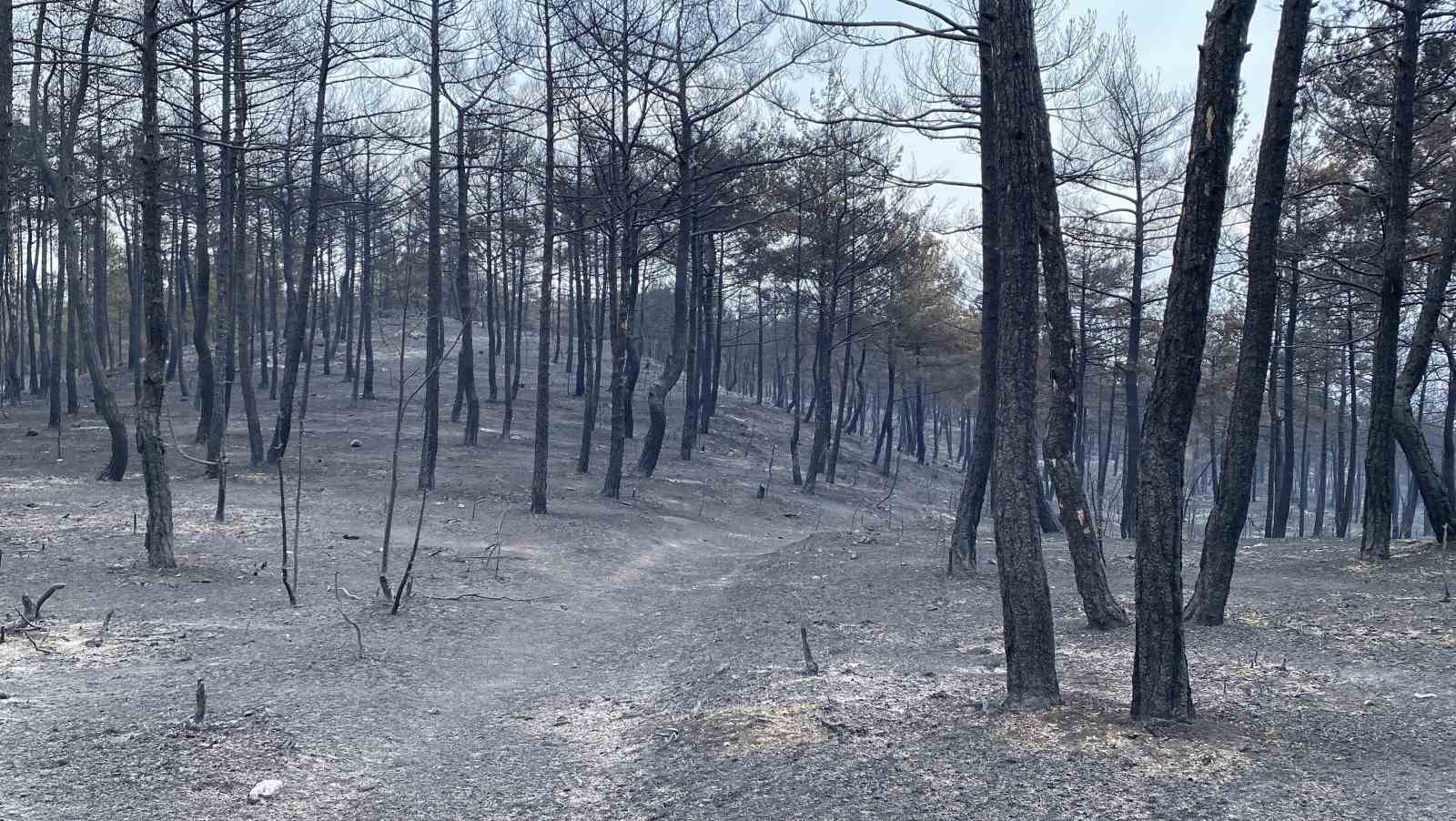 Orman yangınının ardından ortaya &ccedil;ıkan acı manzara b&ouml;yle g&ouml;r&uuml;nt&uuml;lendi
