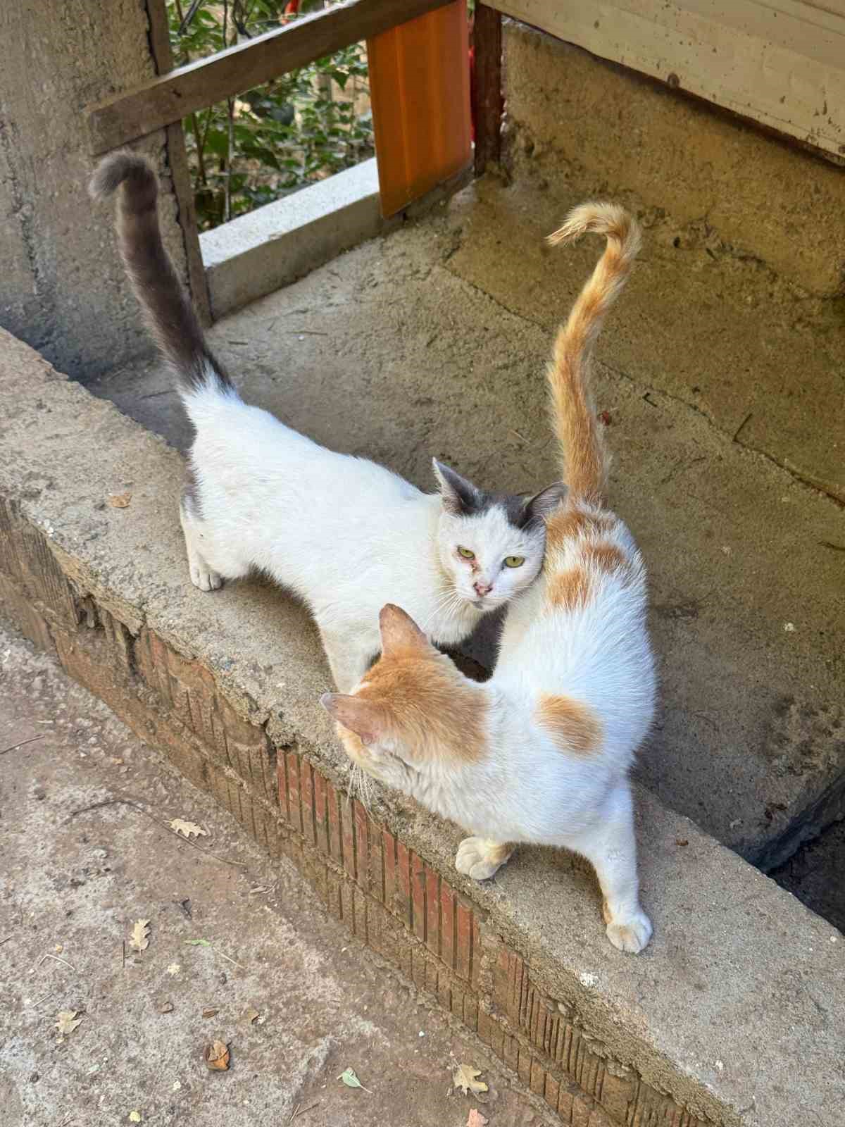 Tarım Müdürlüğünden mikroçip zorunluluğu uyarısı