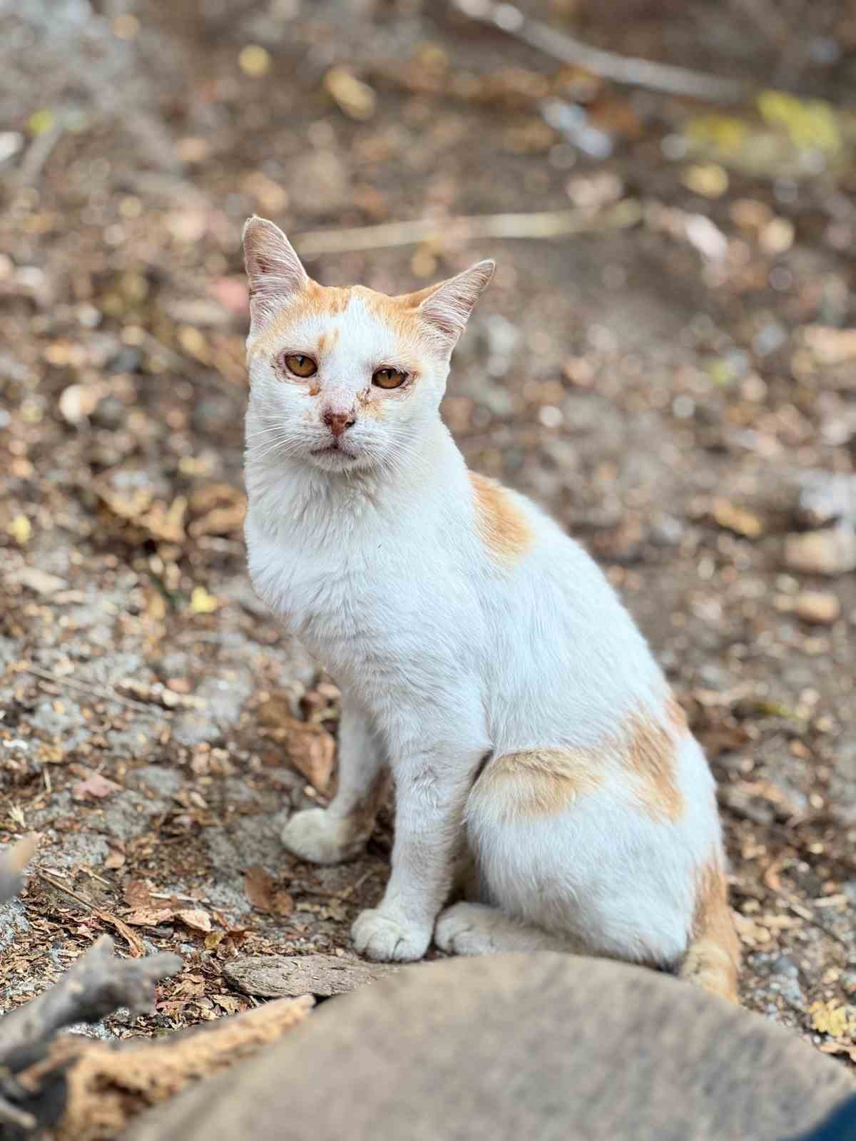 Tarım M&uuml;d&uuml;rl&uuml;ğ&uuml;nden mikro&ccedil;ip zorunluluğu uyarısı

