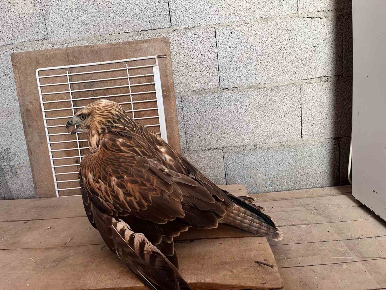 Karapınar’da yaralı kızıl şahin bulundu