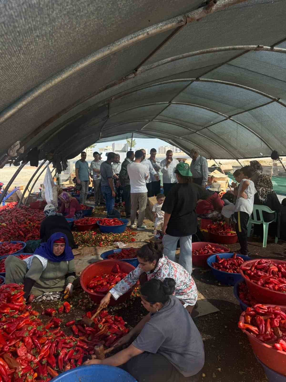Şanlıurfa’da mevsimlik tarım işçilerine mobil sağlık hizmeti