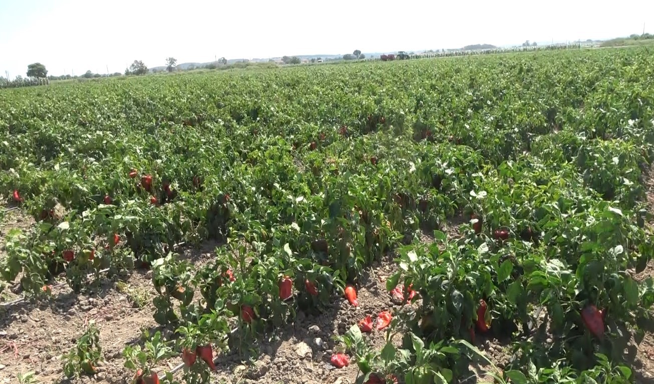 Bafra Ovası&rsquo;nda kapya biber hasadı
