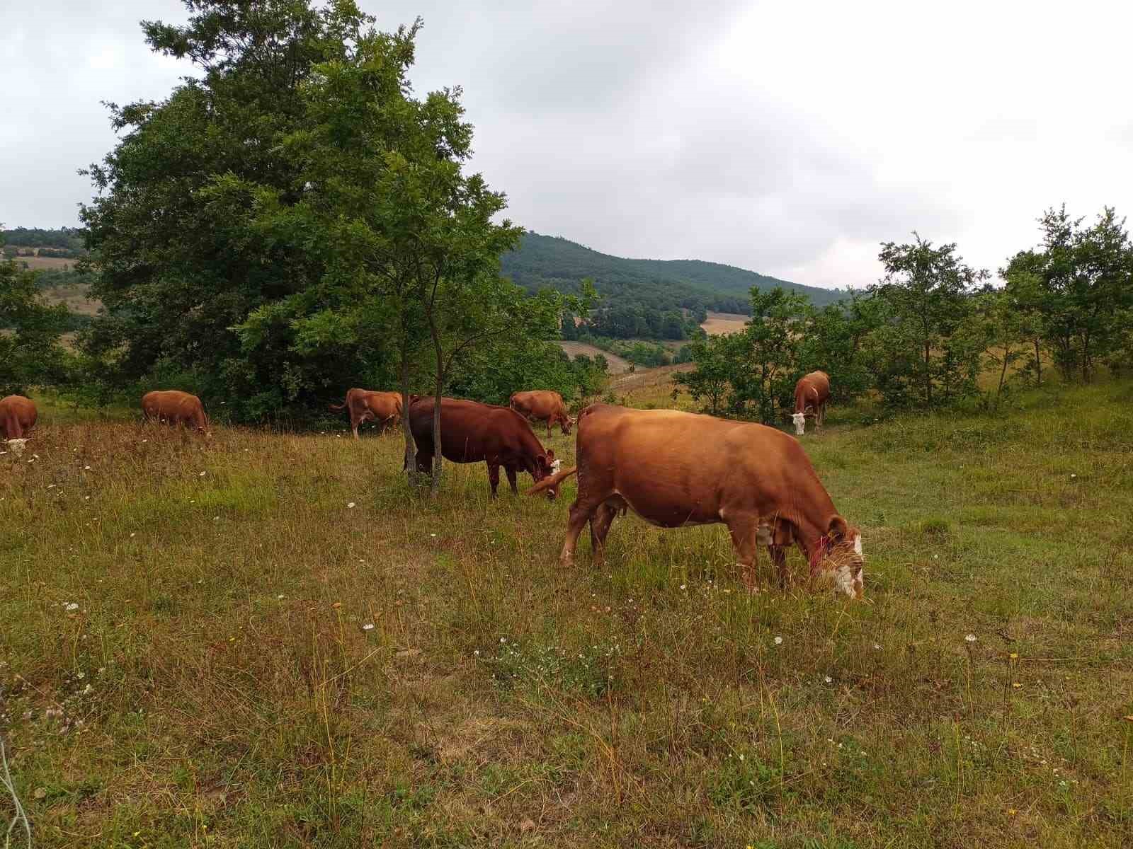 Samsun&rsquo;da t&uuml;m sığırlara kimlik
