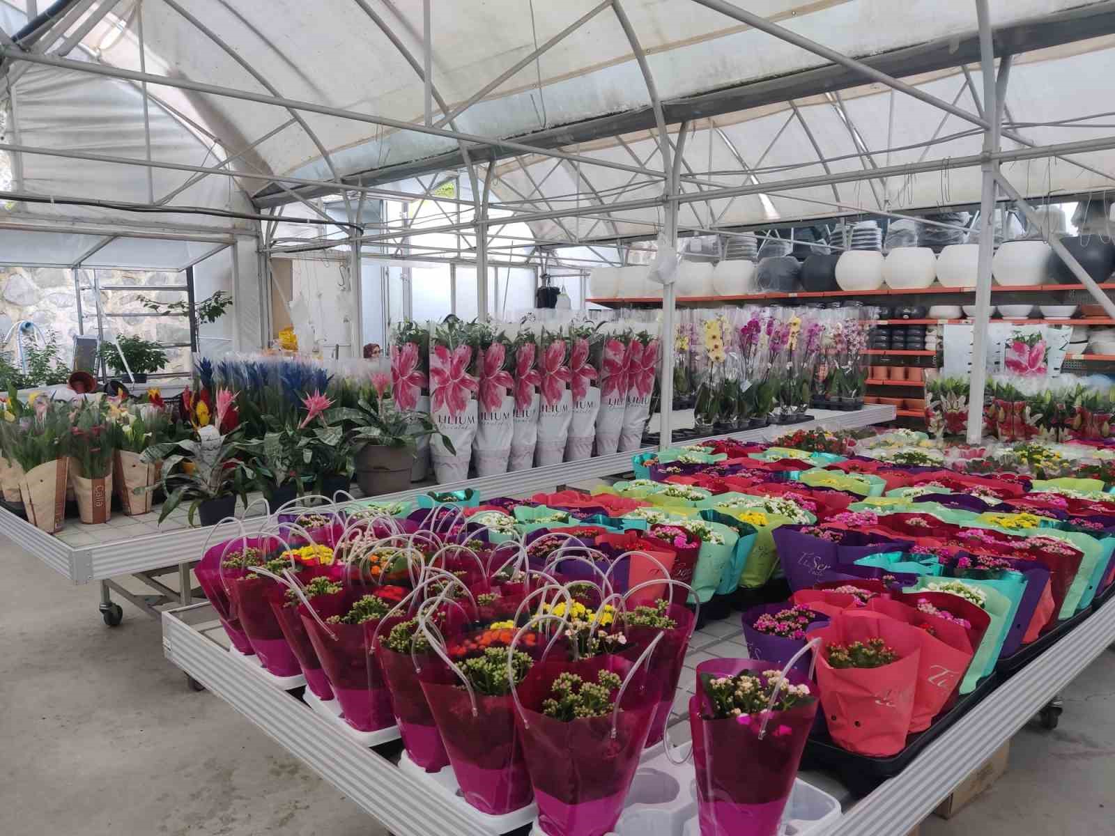 Her şey bir kaktüs ile başladı
