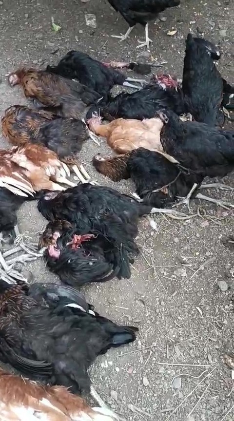 K&uuml;mese giren sokak k&ouml;pekleri 70 tavuğu telef etti
