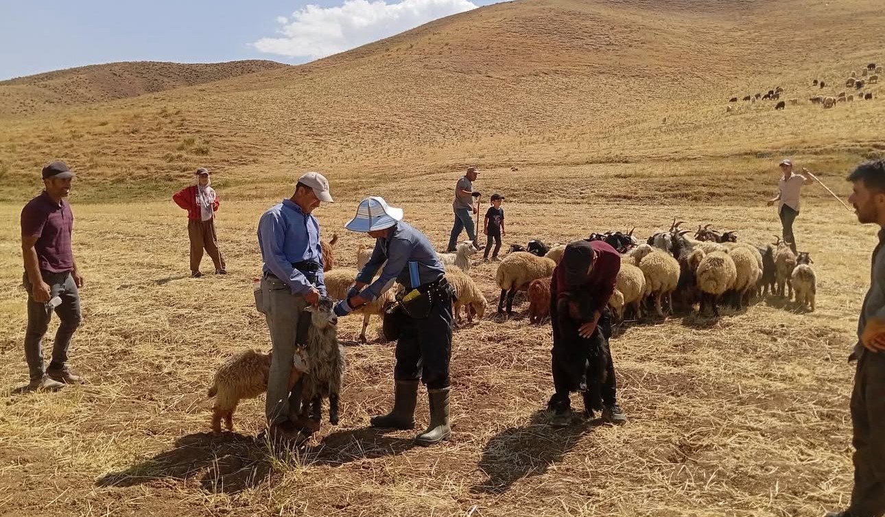 Y&uuml;ksekova&rsquo;da hayvan aşılama ve kimliklendirme &ccedil;alışması devam ediyor
