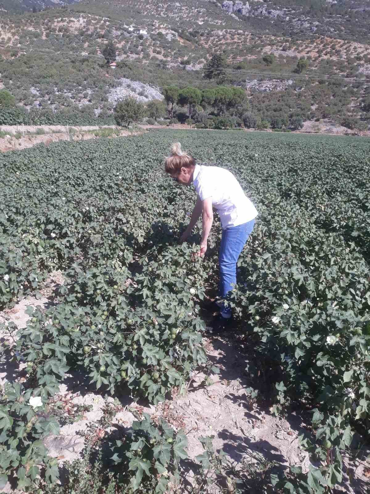 Söke’de zararlı popülasyonunda artış gözlemlendi