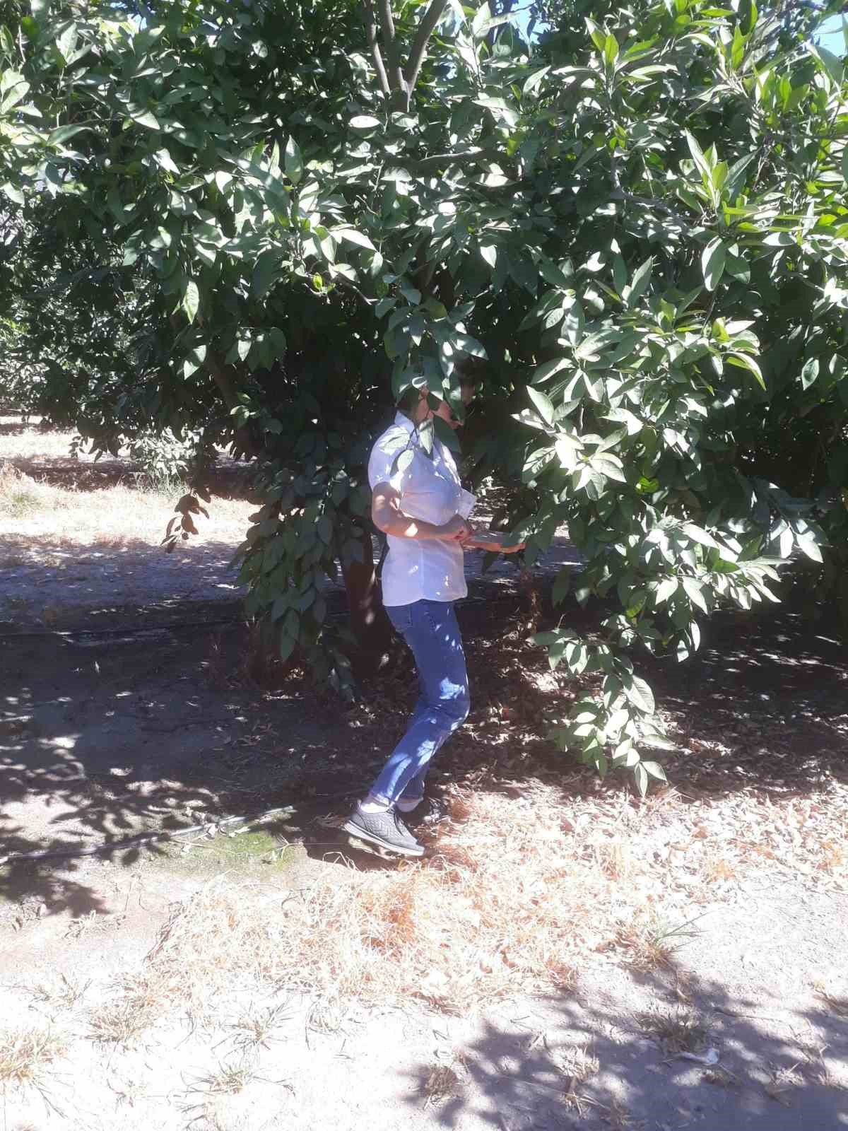 S&ouml;ke&rsquo;de zararlı pop&uuml;lasyonunda artış g&ouml;zlemlendi
