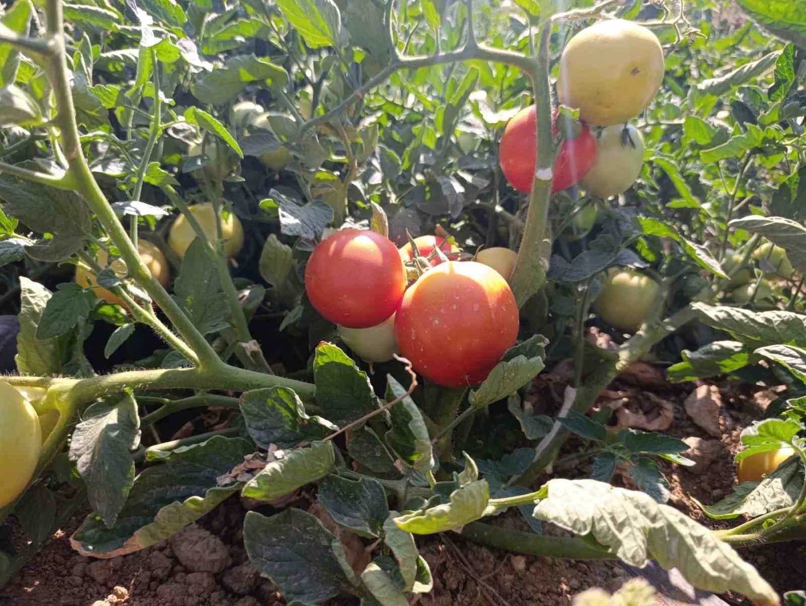 Malatya&rsquo;da Kadın Kooperatifinden organik domates hasadı
