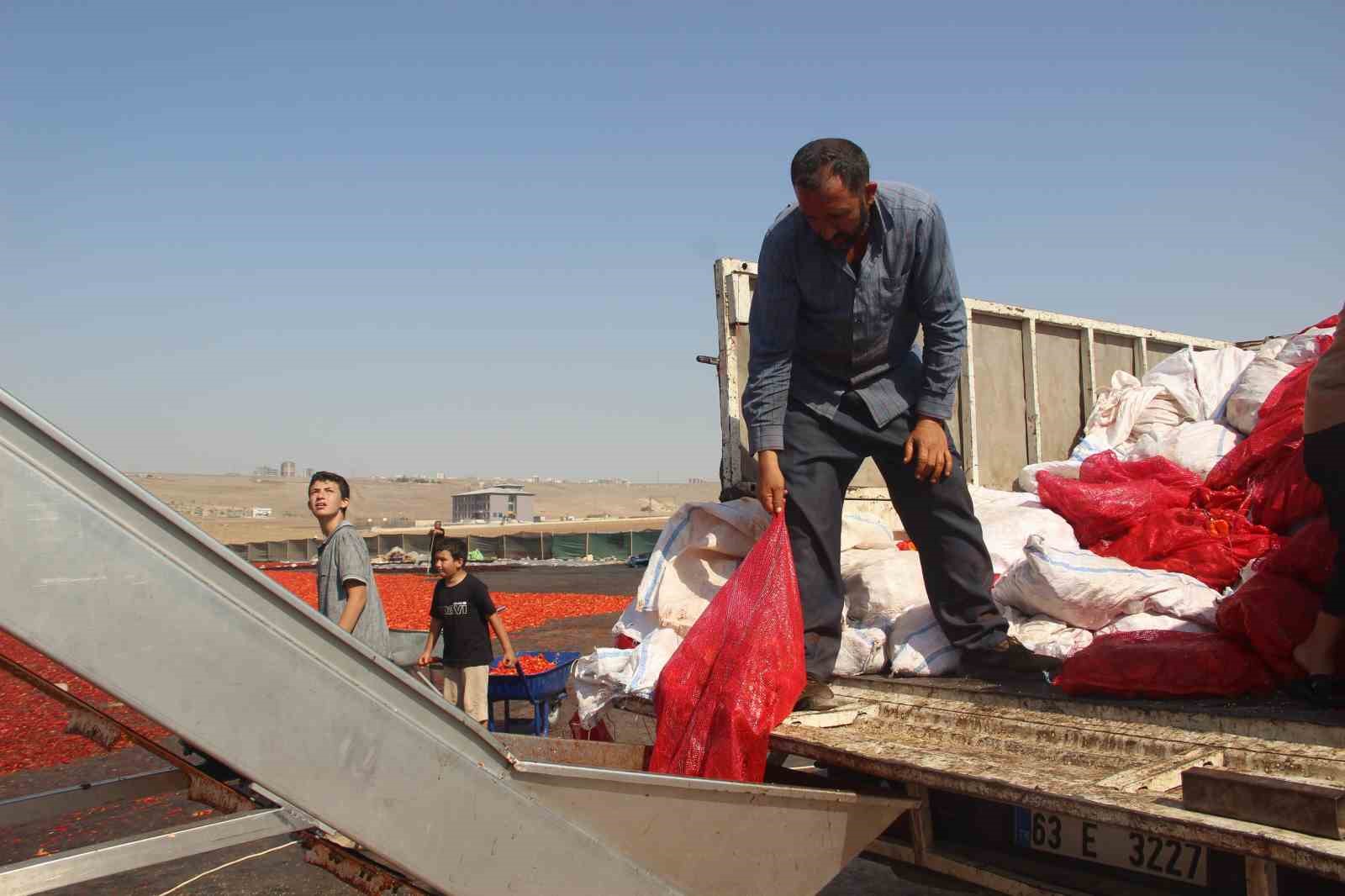 Şanlıurfa’da isotun ’acı’ serüveni başladı
