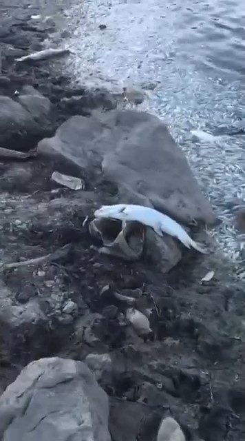 Bursa&rsquo;da acı tablo, y&uuml;zlerce balık kıyıya vurdu
