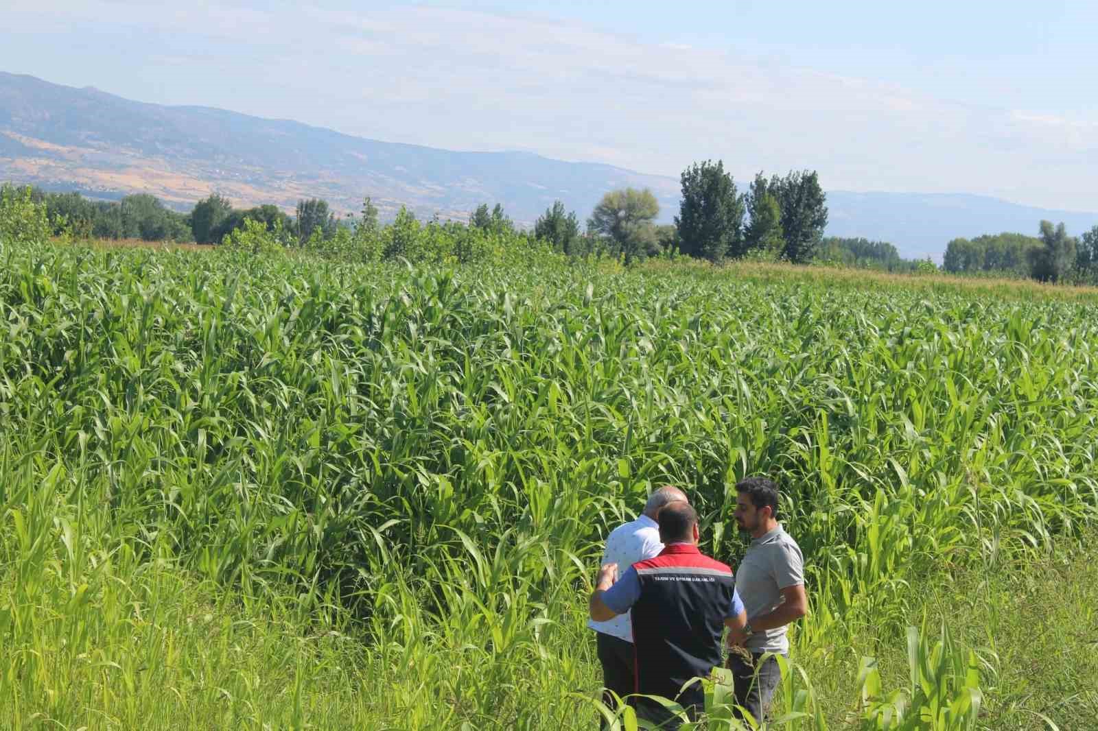 Sorgum sudan otu üretimi Tokat’ta yem bitkisi çeşitliliğini artırıyor