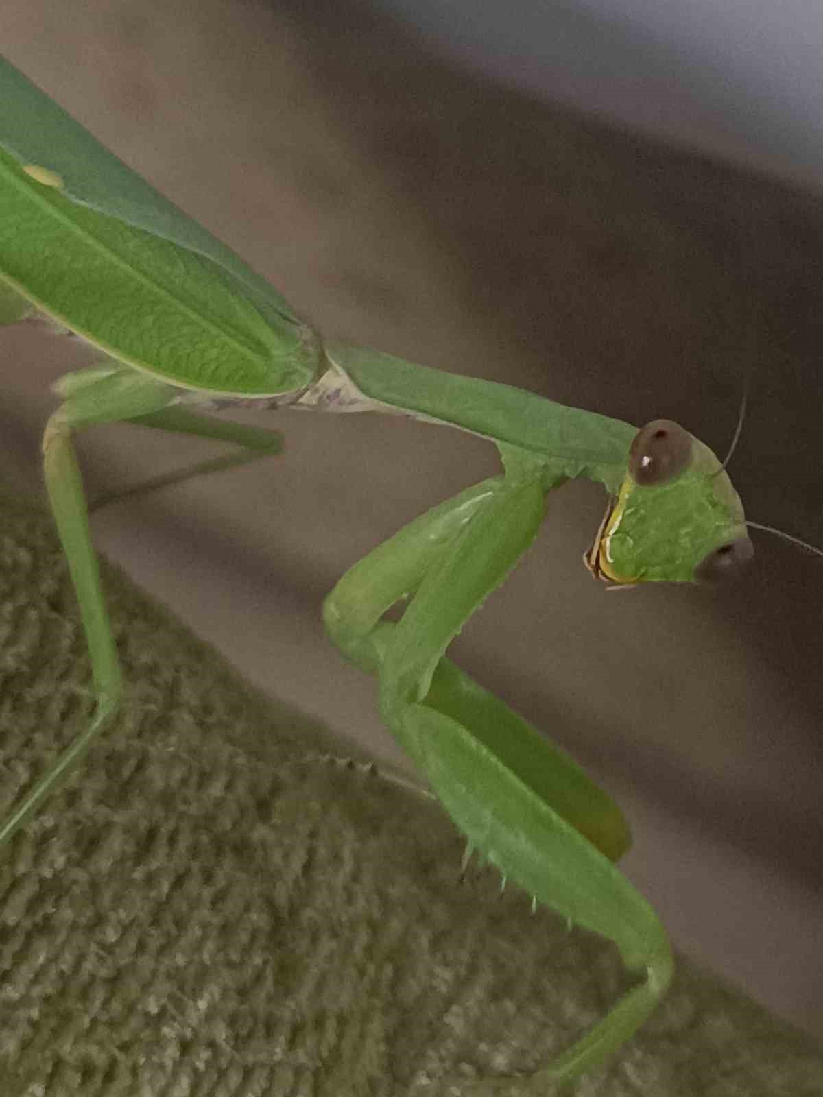 Çiftçi dostu: Peygamberdevesi