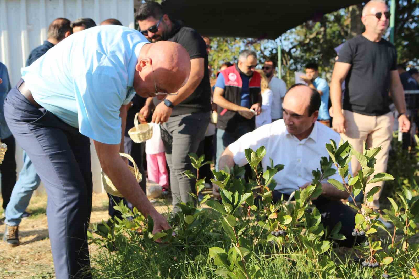 Gönen’de 2. aronya hasadı yapıldı
