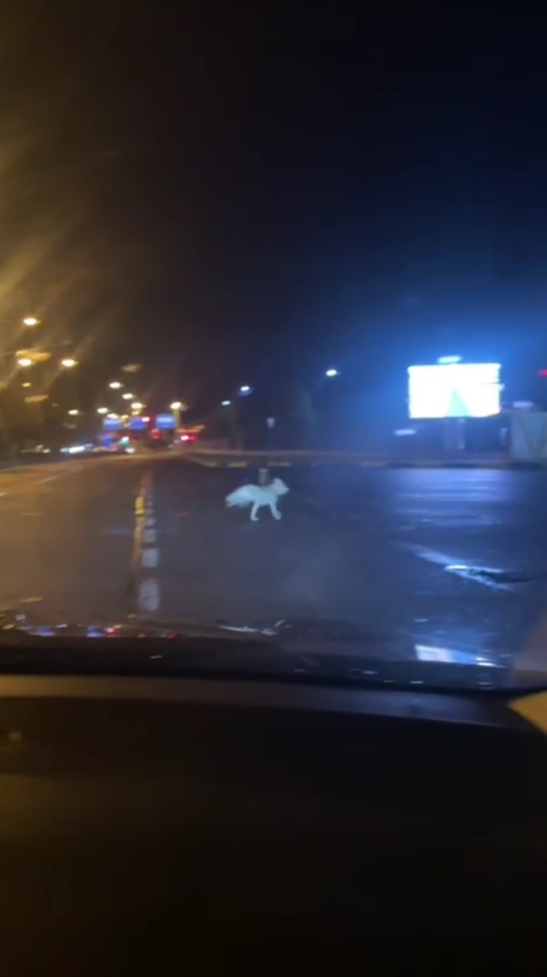 Kars&rsquo;ta kurtlar şehir merkezine indi
