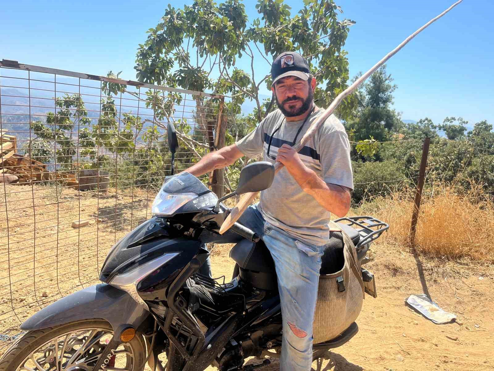 Başkasının kollarıyla incir hasadı yapıyor