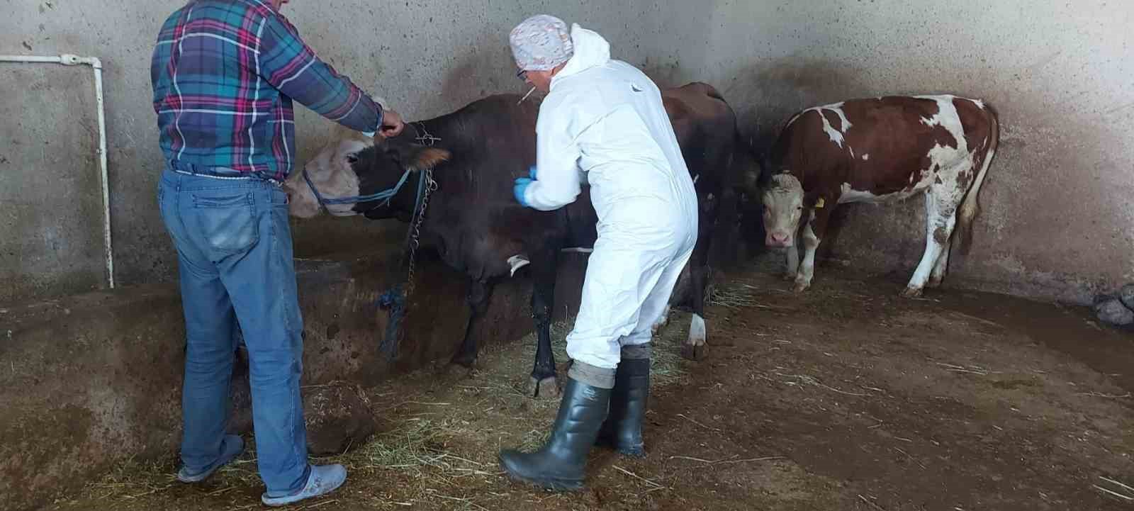 Afyonkarahisar’da sığır tüberkülozu taraması başlatıldı