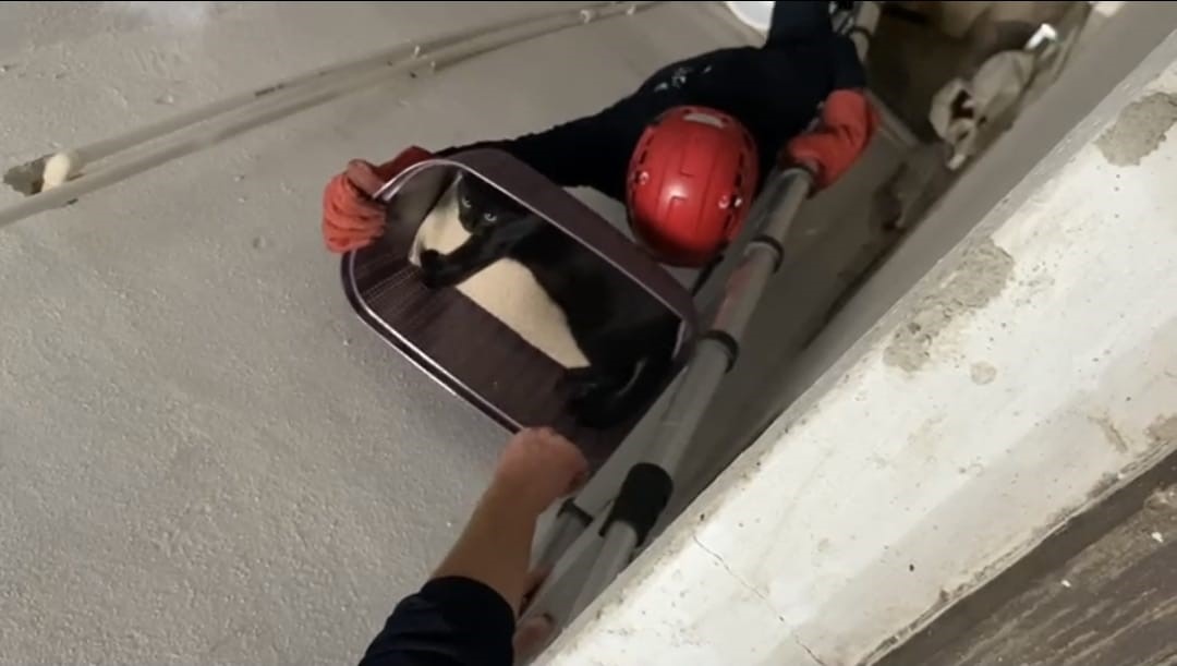 Balıkesir’de apartman boşluğuna düşen kedi yaralı olarak kurtarıldı