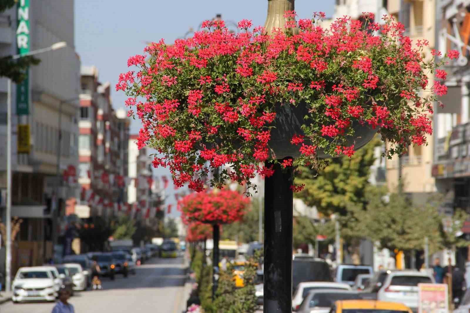 Van B&uuml;y&uuml;kşehir Belediyesi şehri sardunyalarla s&uuml;sl&uuml;yor
