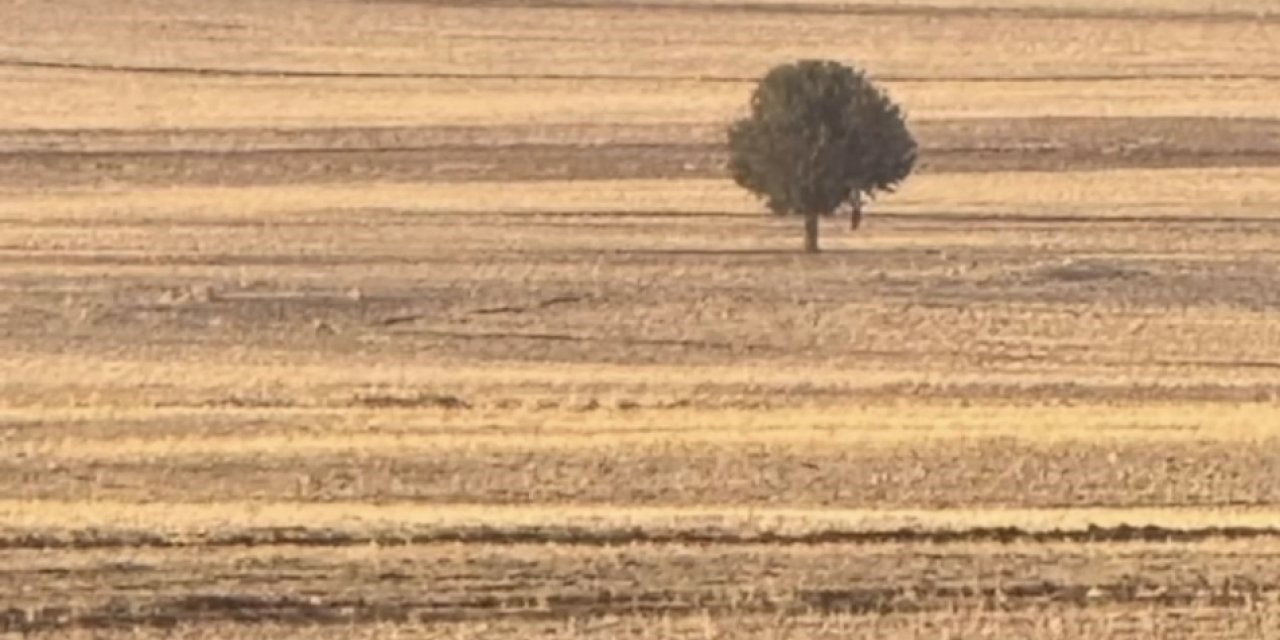 Silopi’de bir kişi arazide ölü bulundu