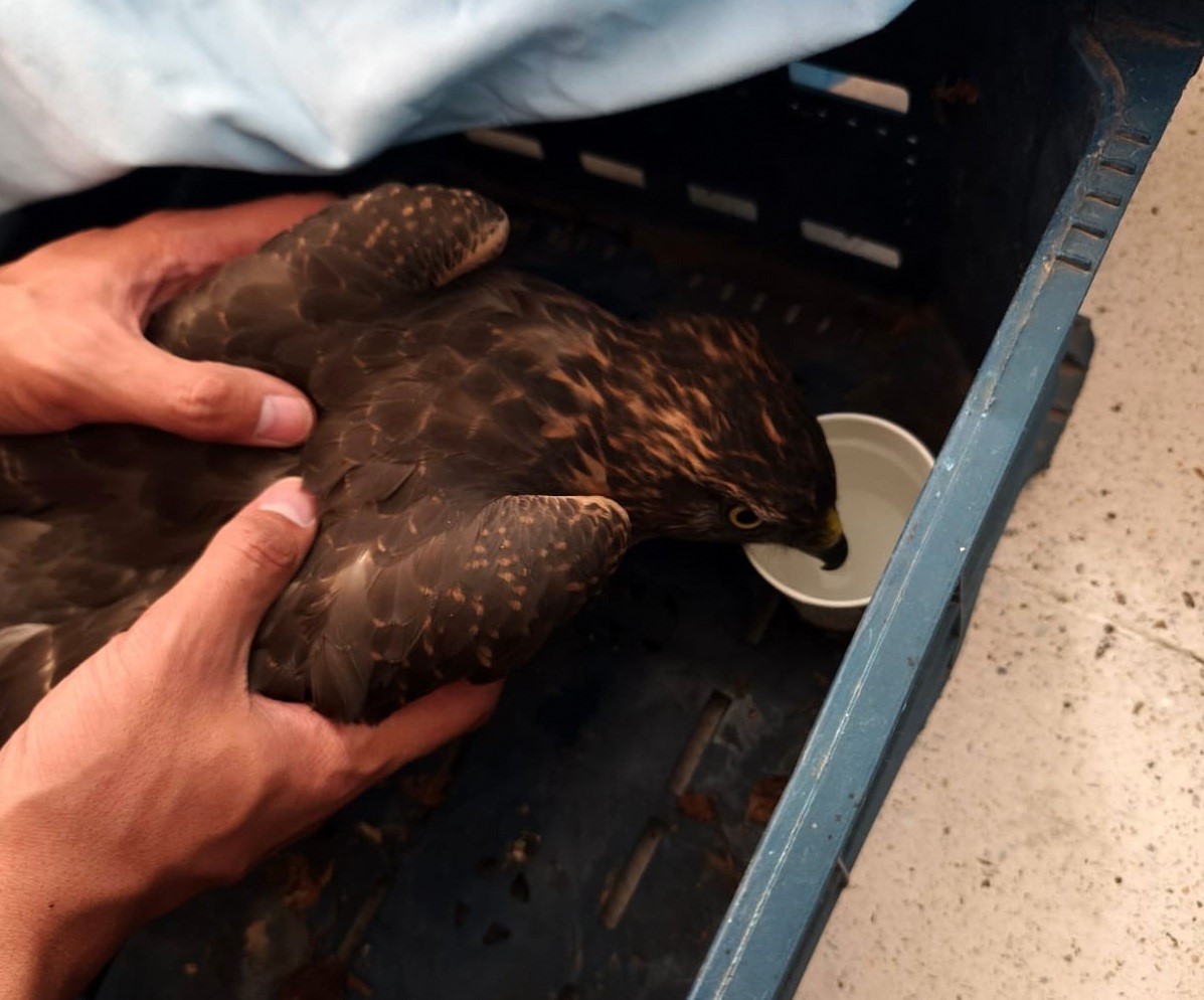 Yaralı şahin jandarma ekiplerince bulundu